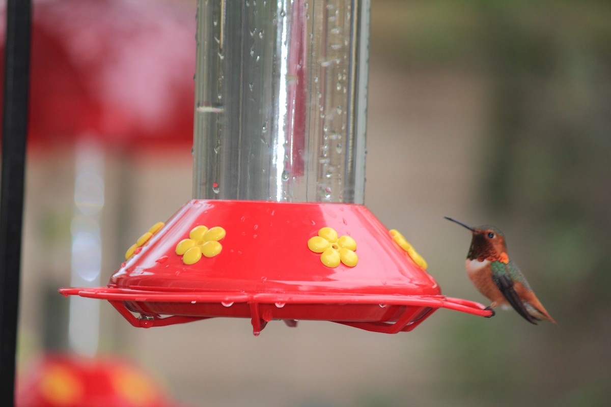 Allen's Hummingbird - ML638281488