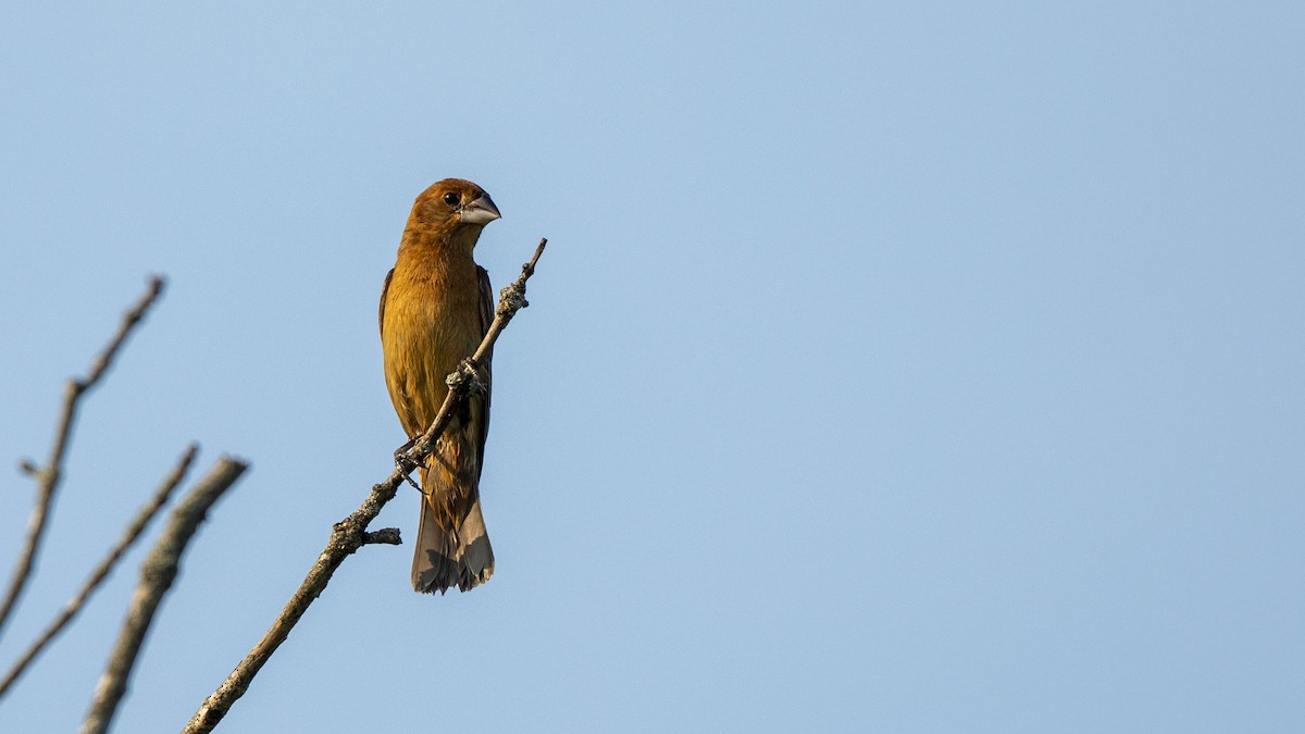 Blue Grosbeak - ML638281492