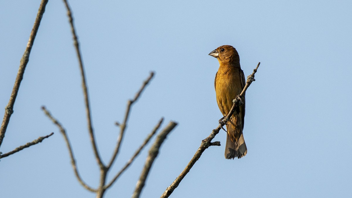 Blue Grosbeak - ML638281493