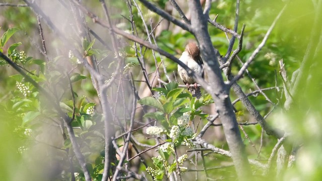 Carolina Wren - ML638281495