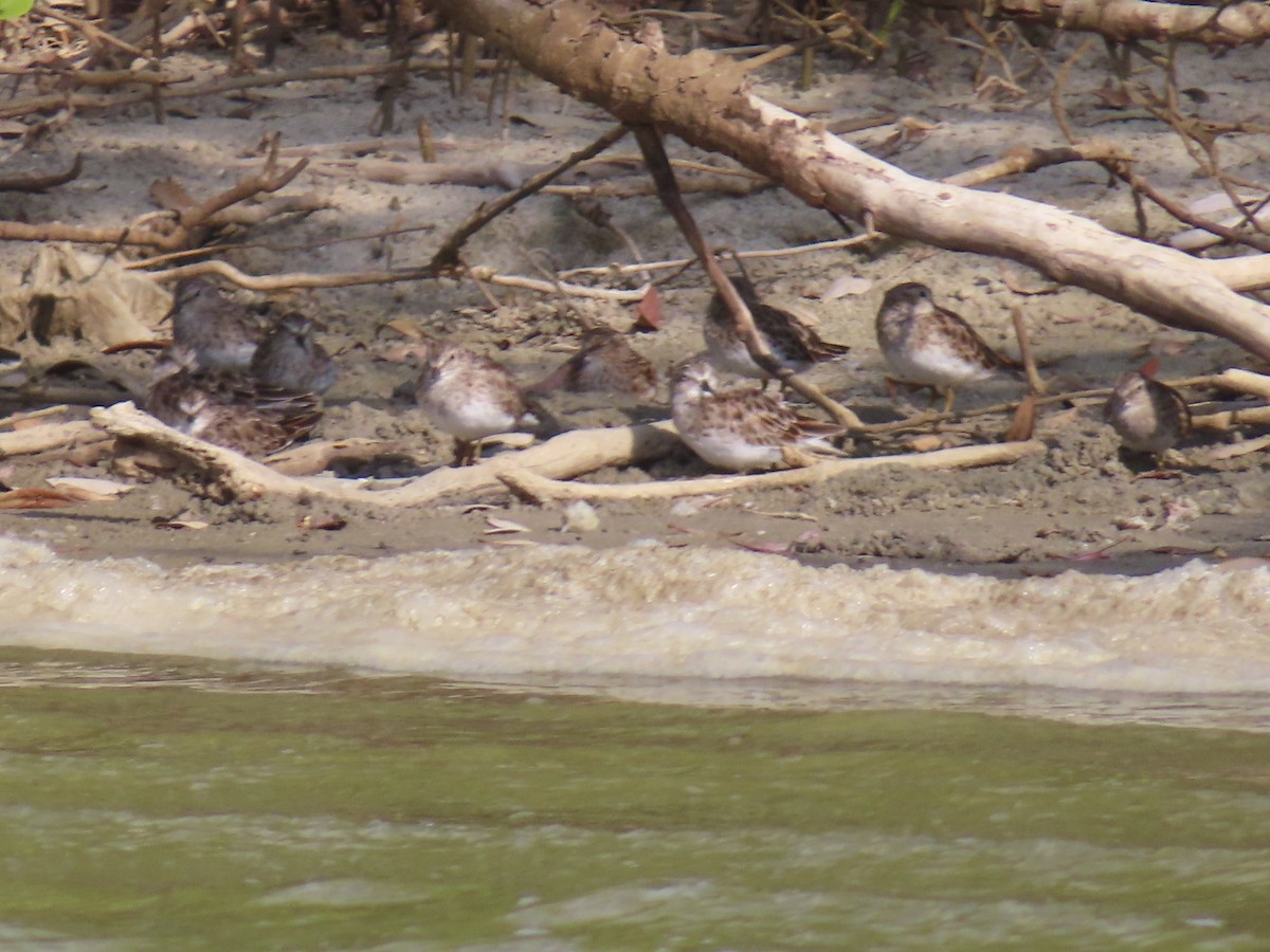 Least Sandpiper - ML638281496