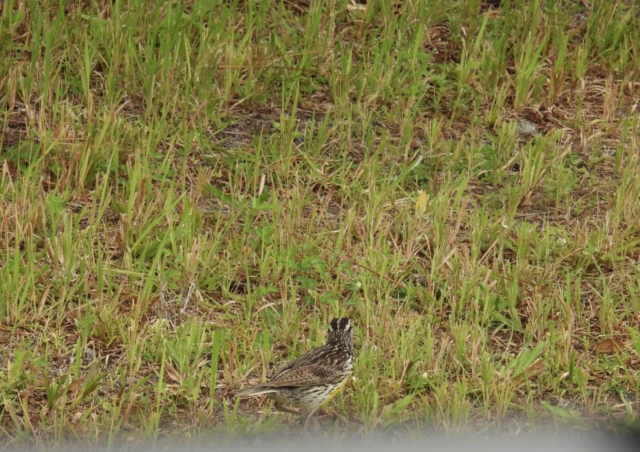 Eastern Meadowlark - ML638281502