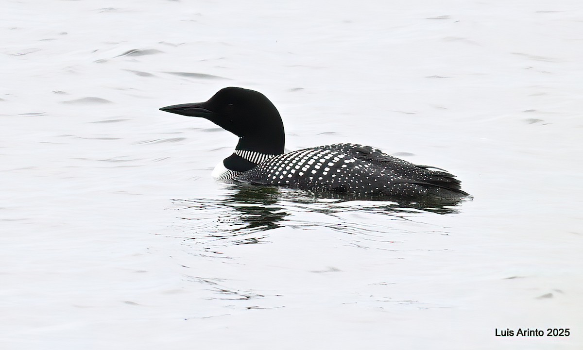 Common Loon - ML638281507