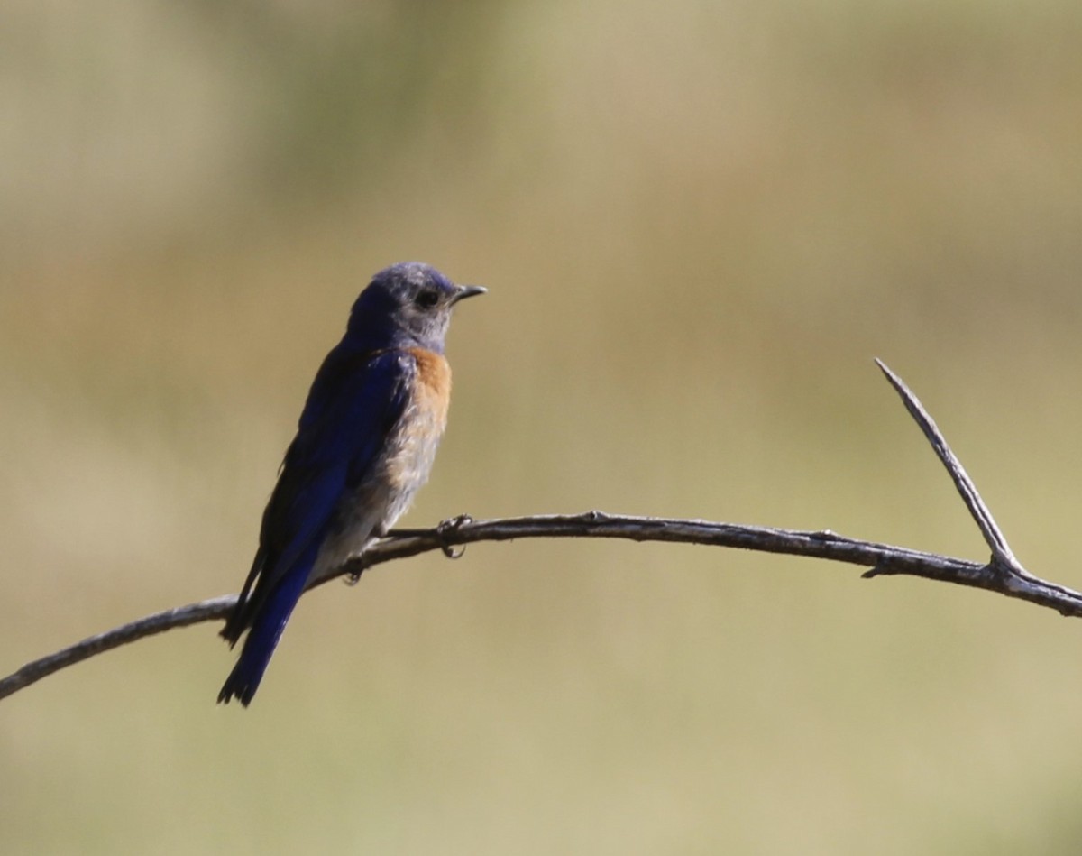 Western Bluebird - ML638281510