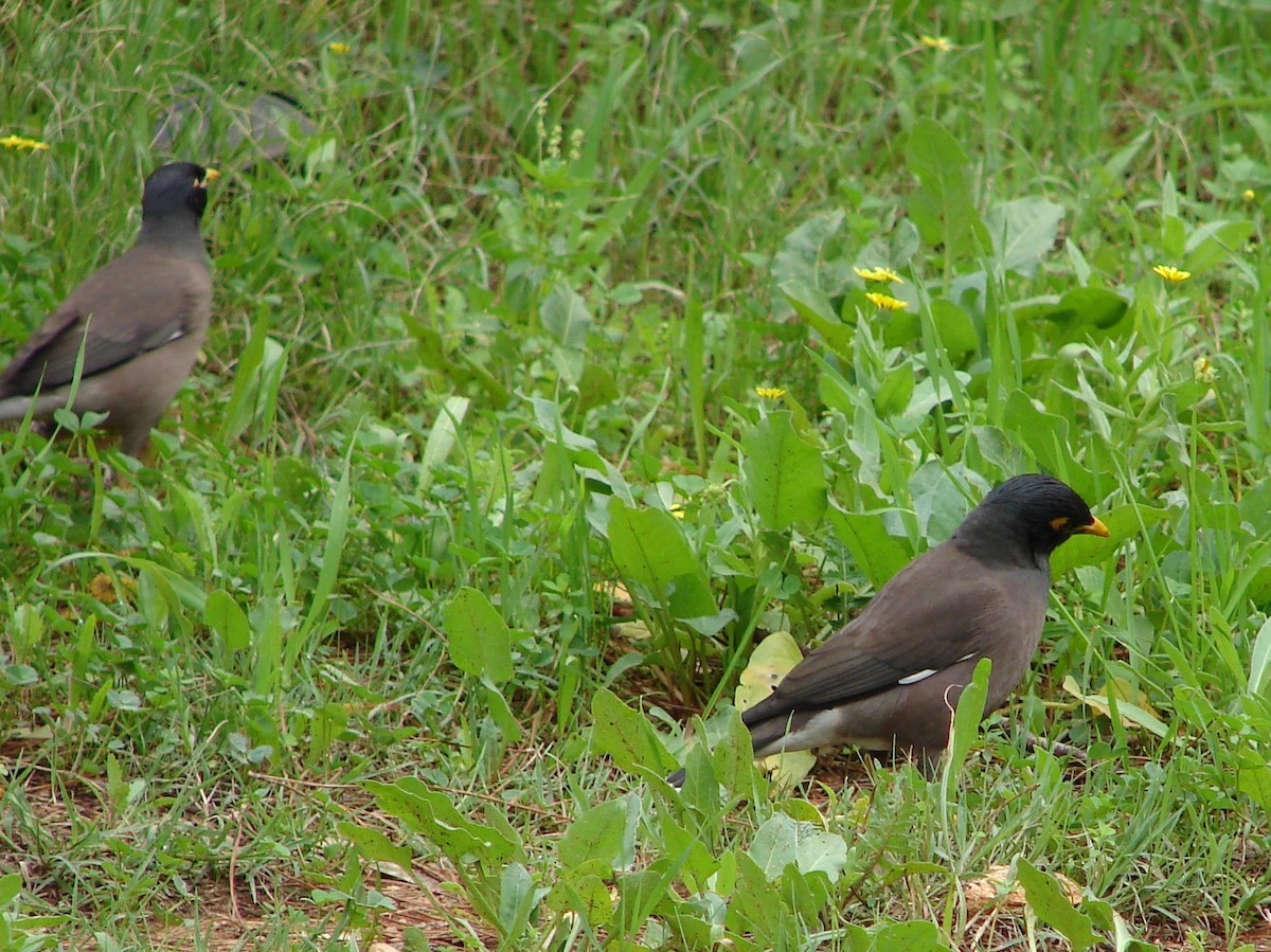 Common Myna - ML638281512