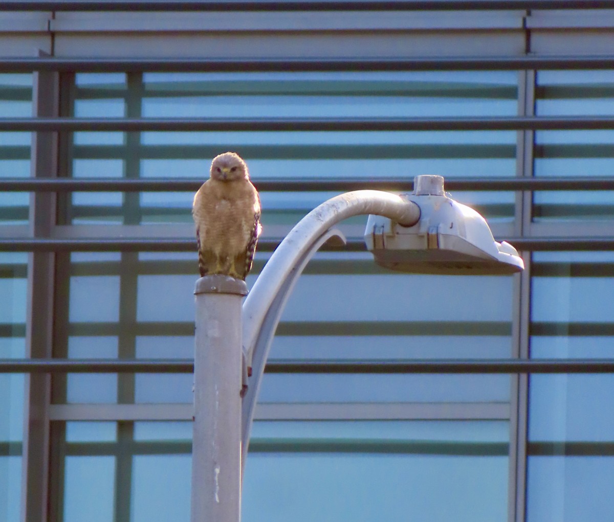 Red-shouldered Hawk - ML638281514