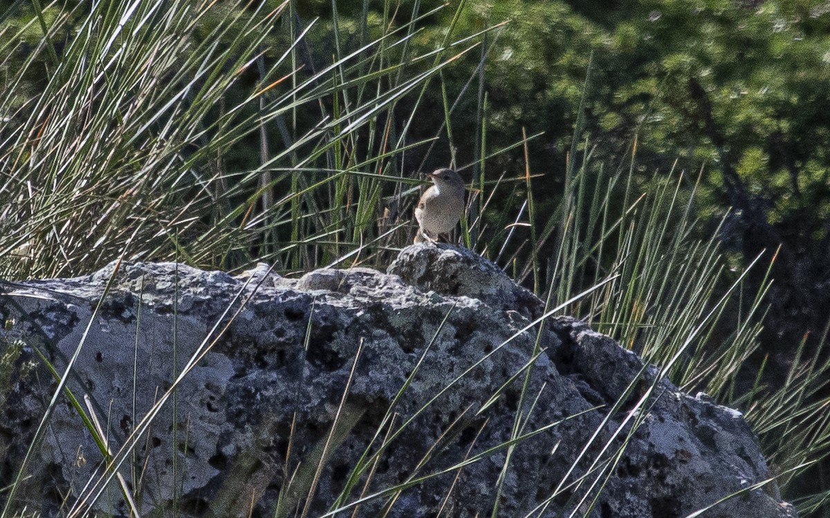 Spectacled Warbler - ML638281523
