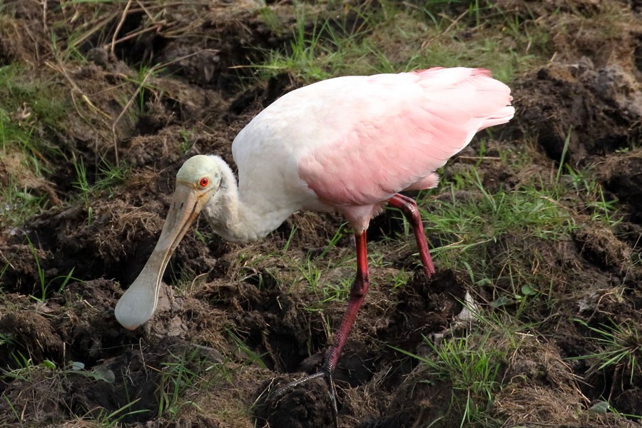 Roseate Spoonbill - ML638281532