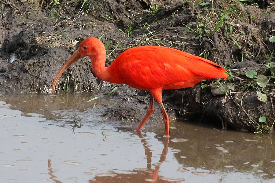 ibis rudý - ML638281535