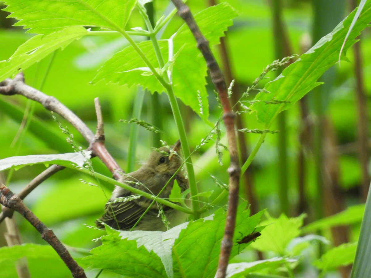 Yellow Warbler - ML638281536