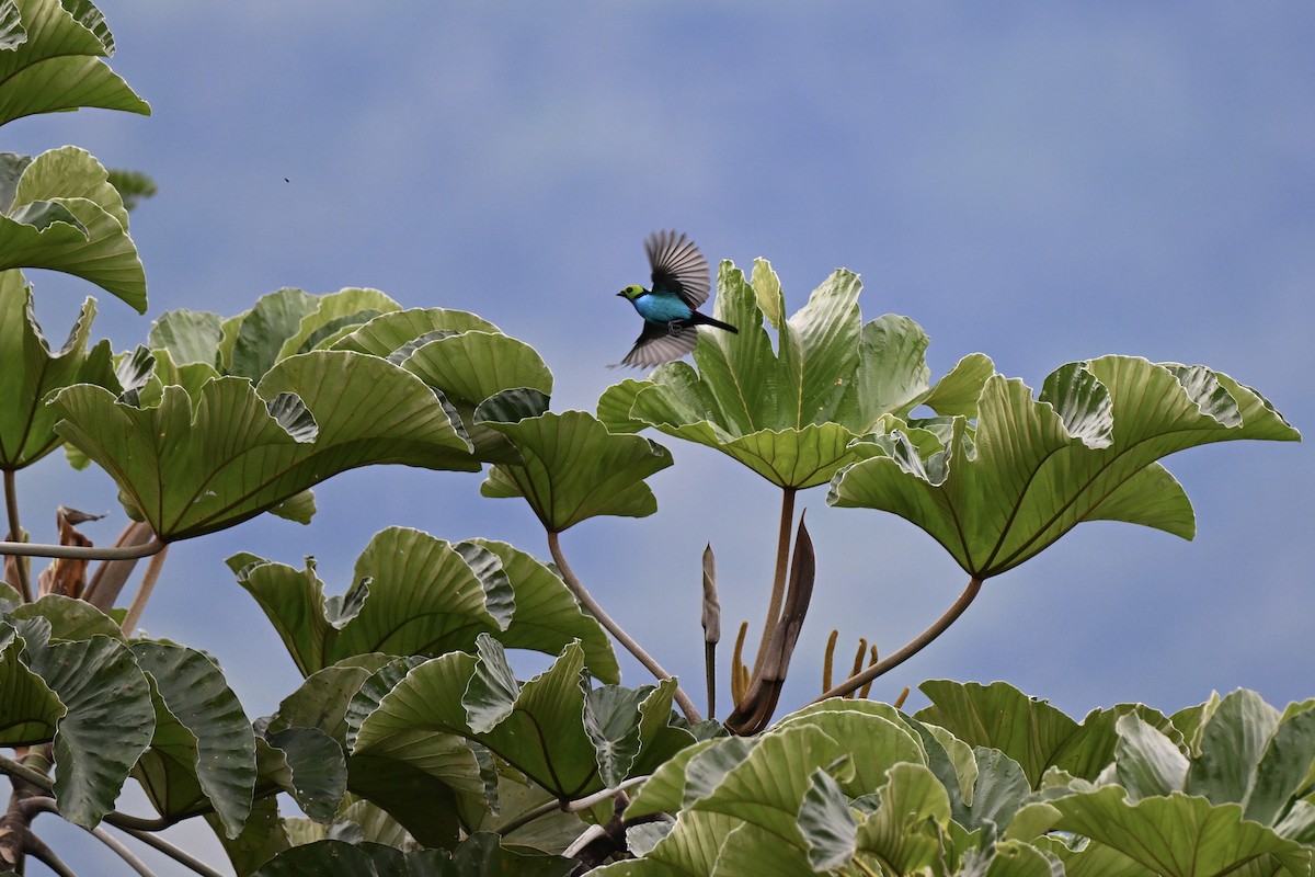 Paradise Tanager - ML638281538