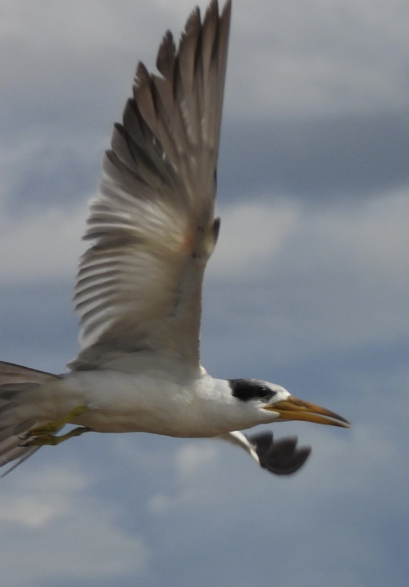 Large-billed Tern - ML638281540