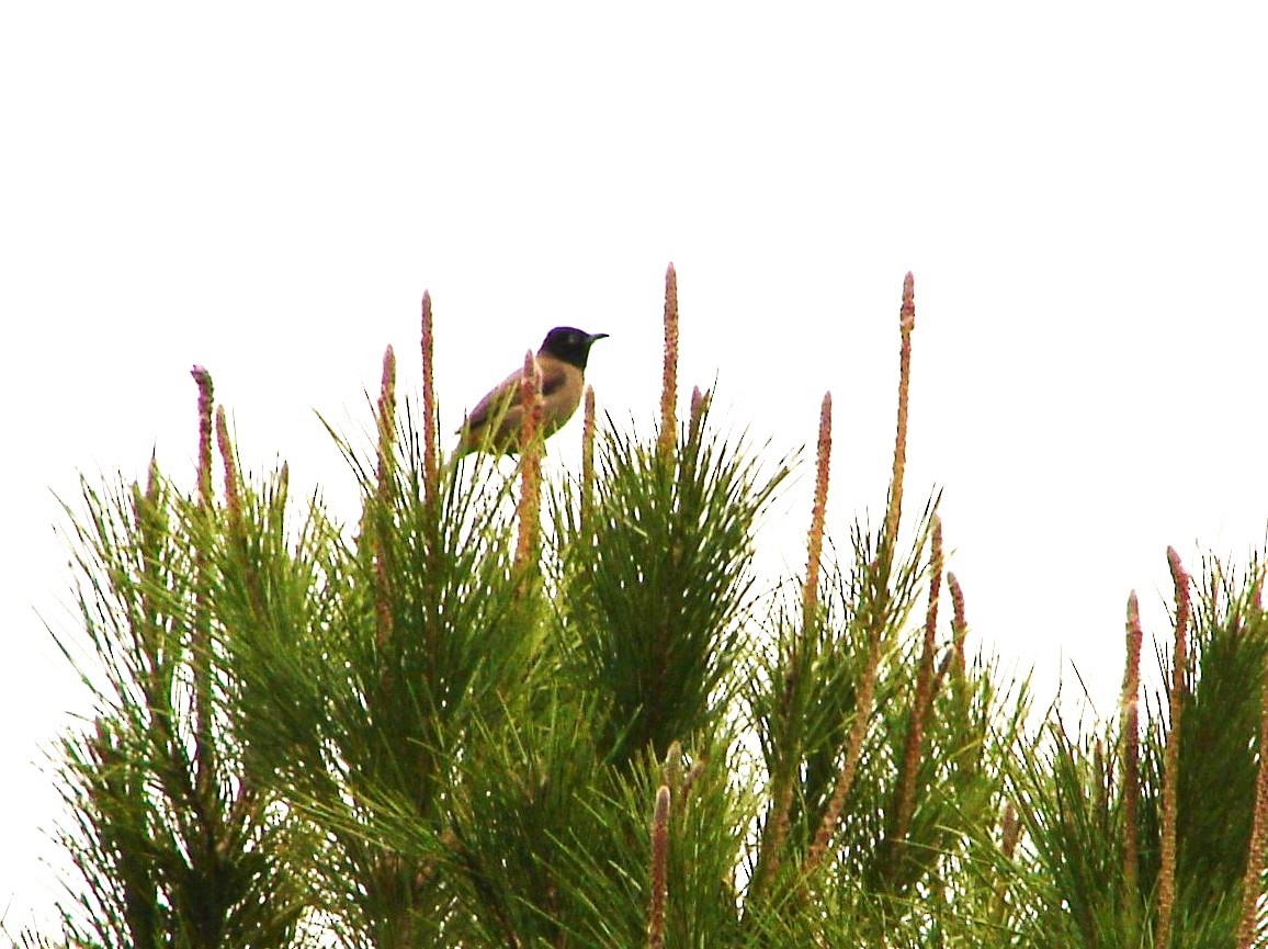 bulbul arabský - ML638281542