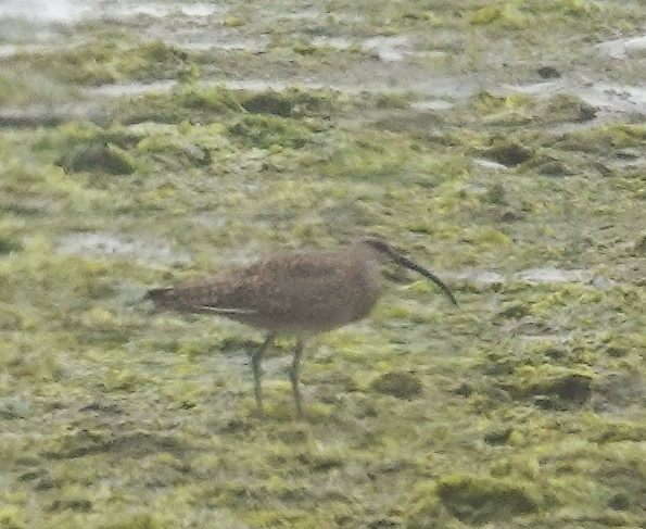 Hudsonian Whimbrel - ML638281543