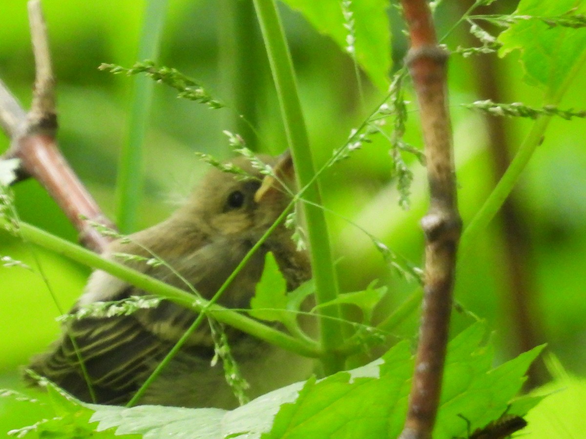 Yellow Warbler - ML638281544