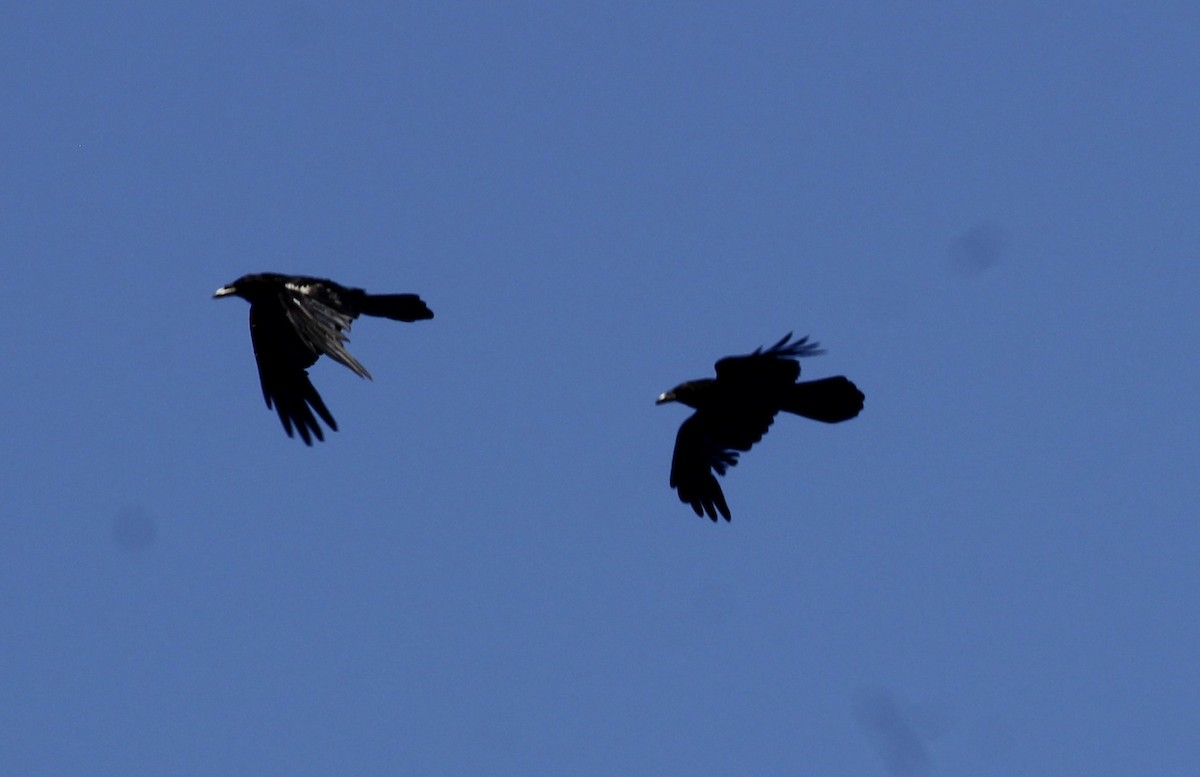 Common Raven - ML638281551