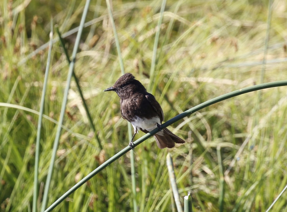 Black Phoebe - ML638281552