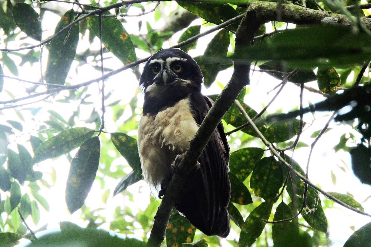 Spectacled Owl - ML638281558