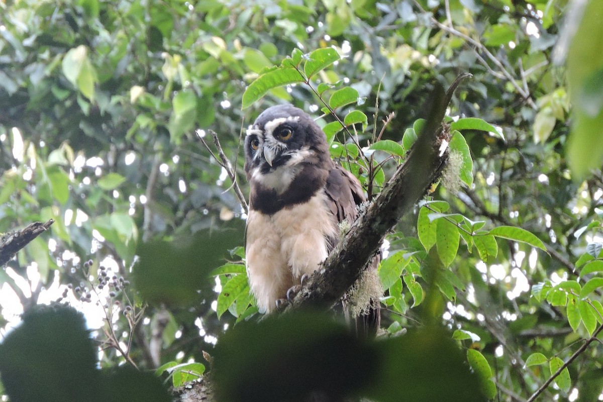 Spectacled Owl - ML638281559