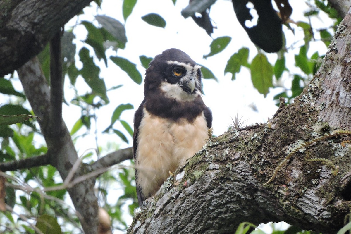 Spectacled Owl - ML638281560