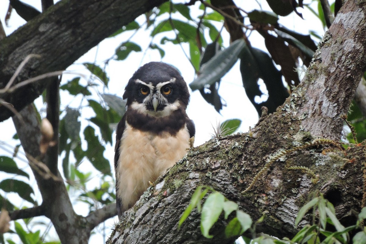 Spectacled Owl - ML638281561