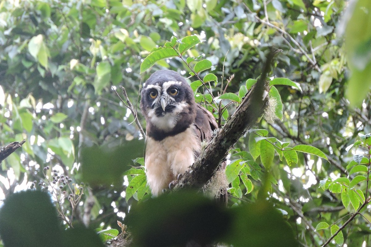 Spectacled Owl - ML638281562