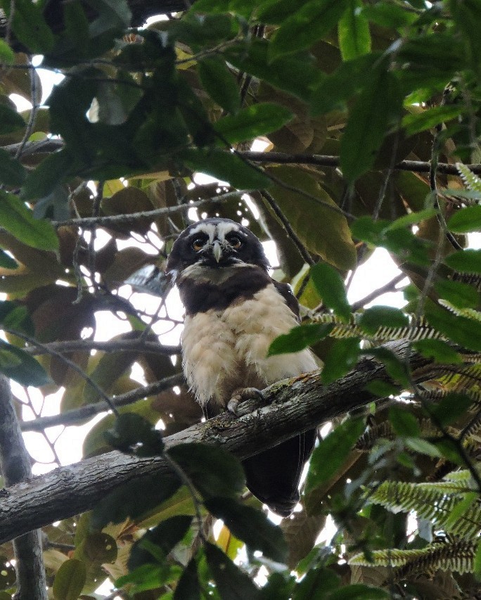 Spectacled Owl - ML638281563