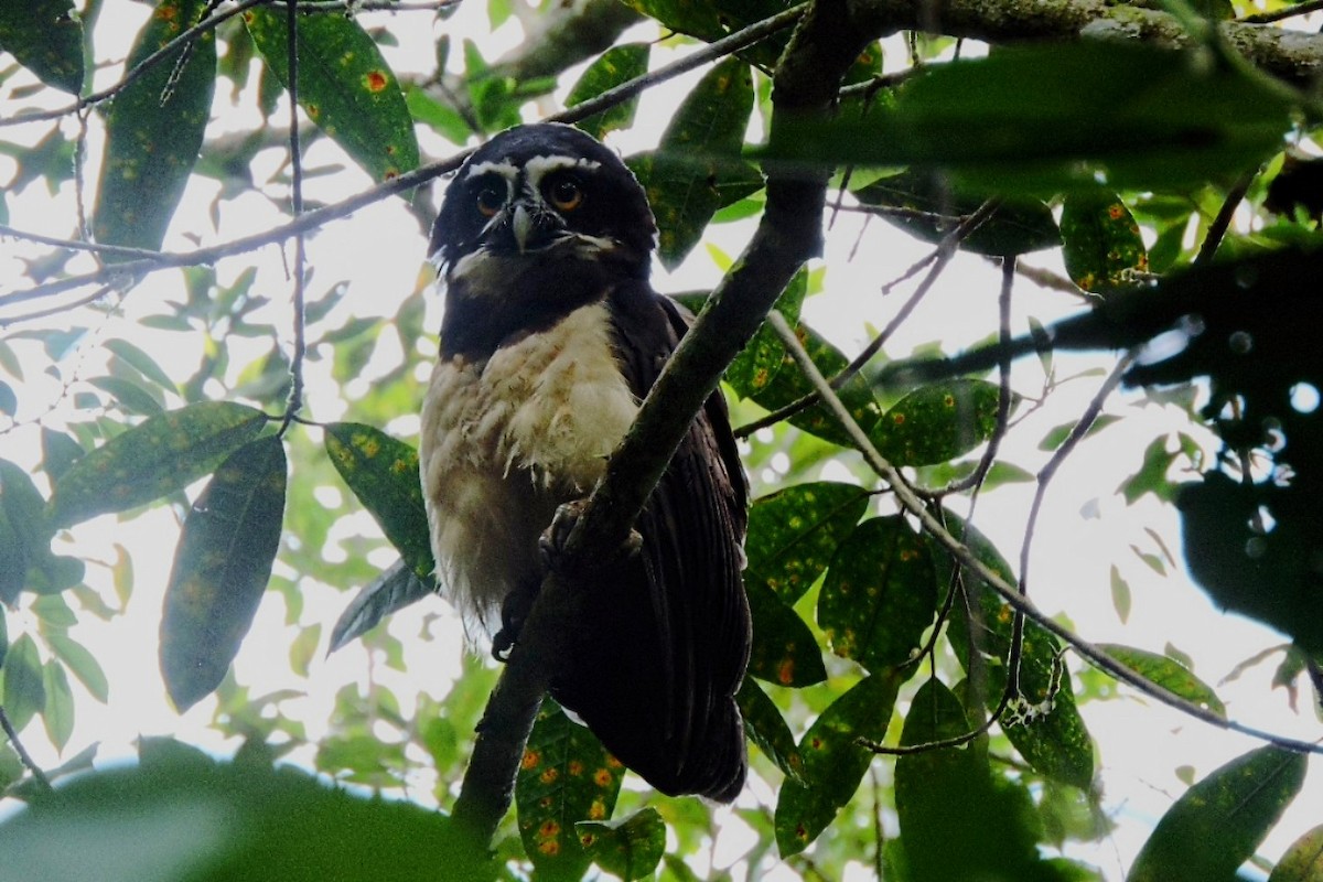 Spectacled Owl - ML638281564