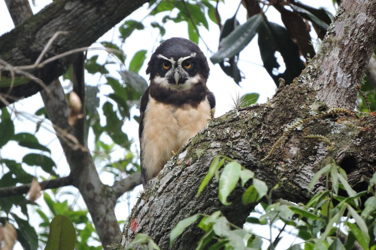 Spectacled Owl - ML638281565