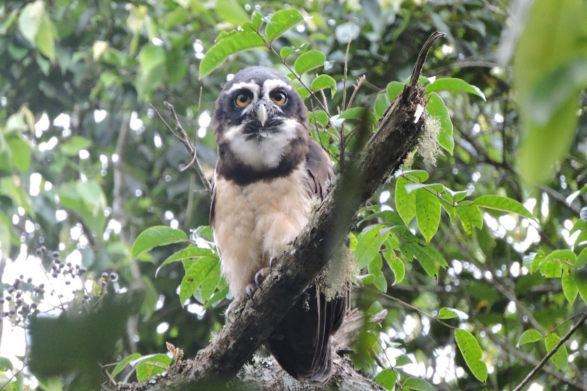 Spectacled Owl - ML638281566