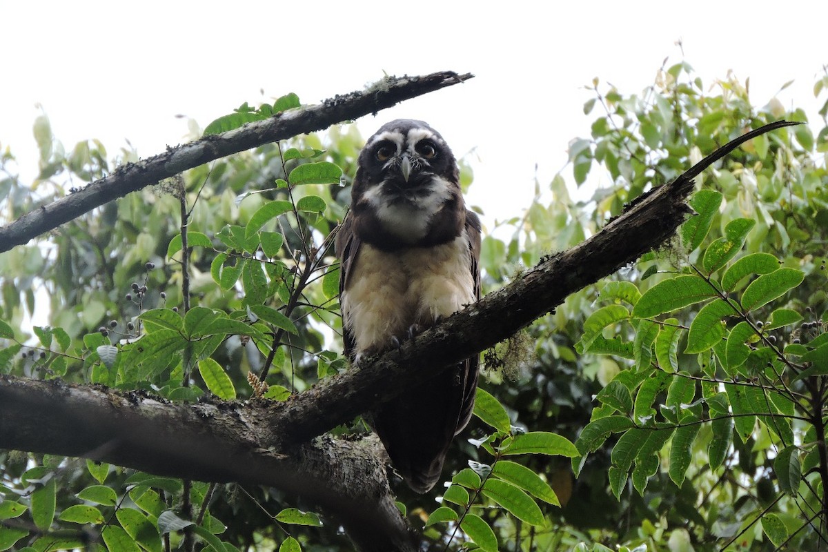 Spectacled Owl - ML638281567