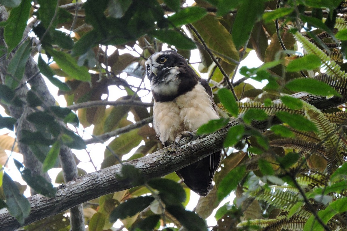 Spectacled Owl - ML638281568
