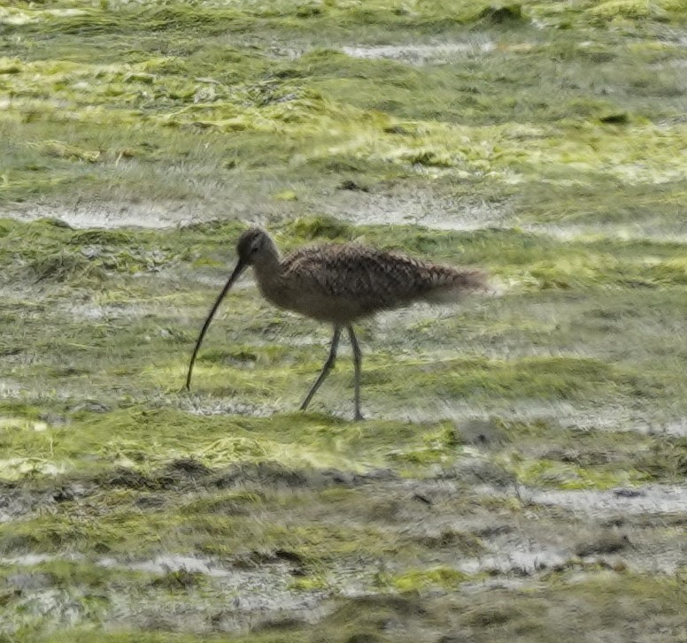 Long-billed Curlew - ML638281570