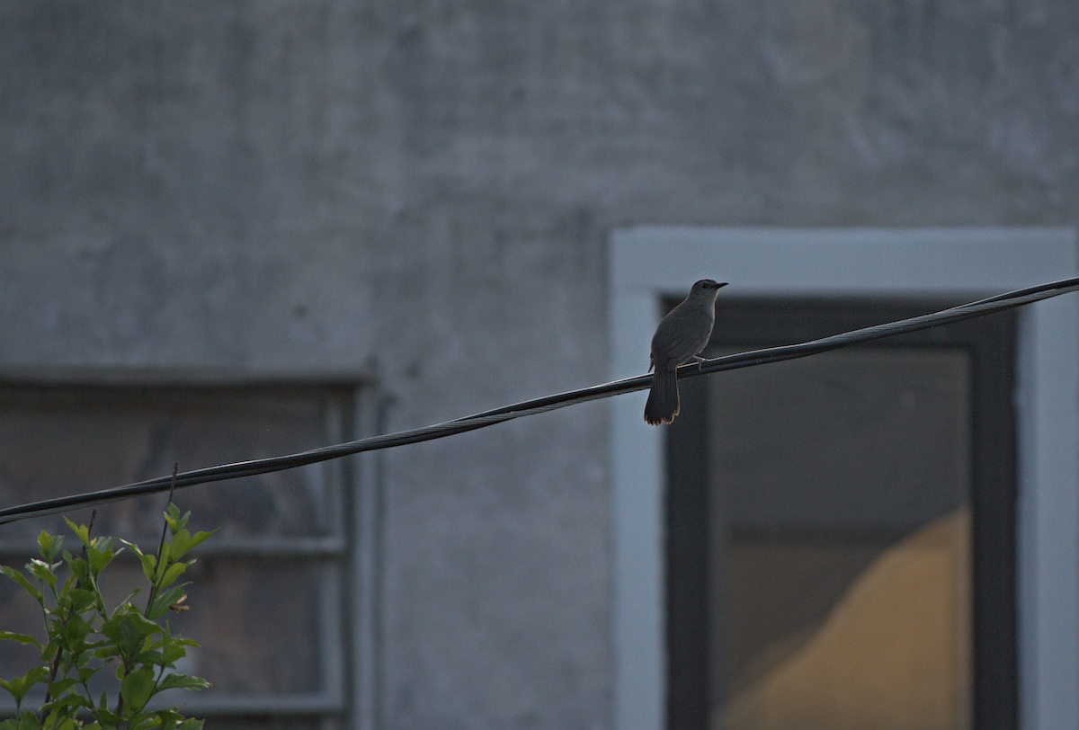 Gray Catbird - ML638281581