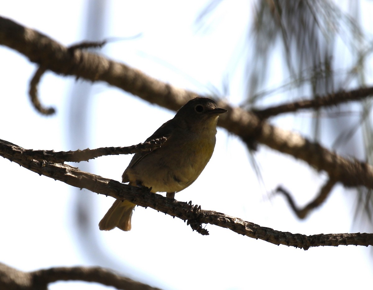 Virginia's Warbler - ML638281620