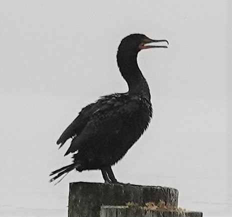 Double-crested Cormorant - ML638281625
