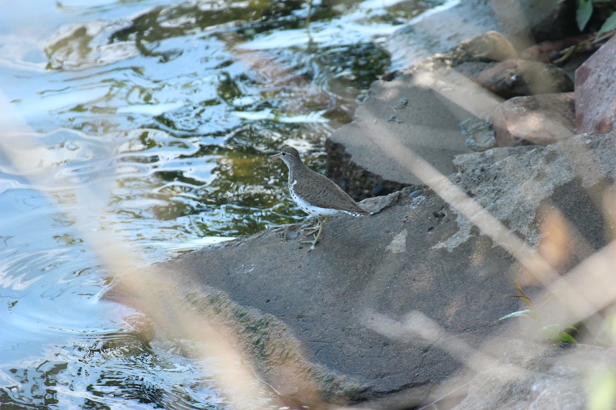 Spotted Sandpiper - ML638281628