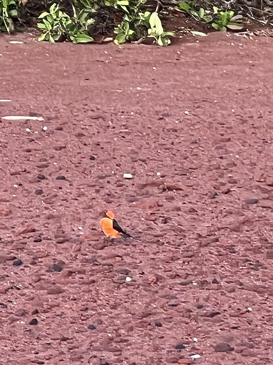 Brujo Flycatcher (Galapagos) - ML638281639