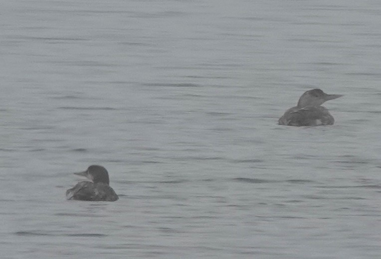 Yellow-billed Loon - ML638281640