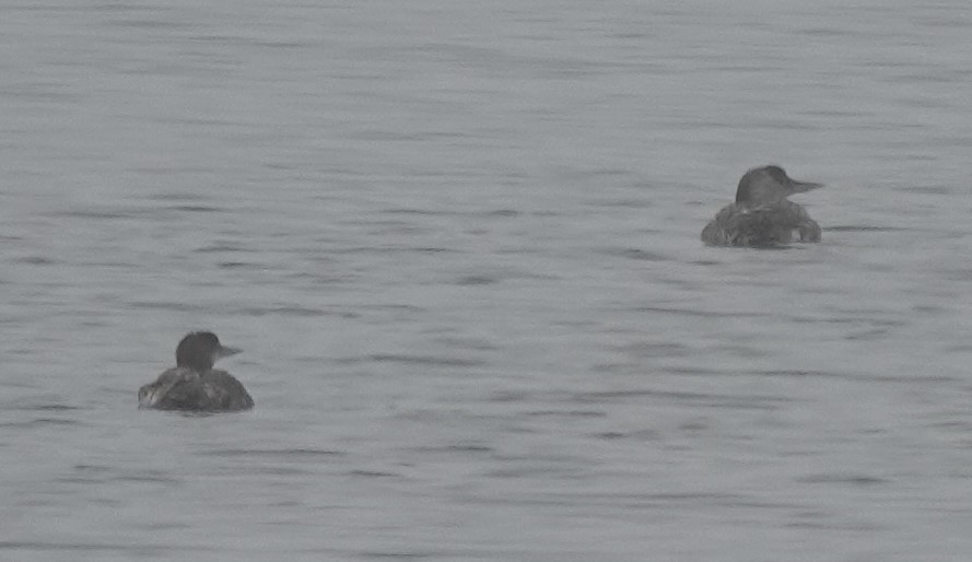 Yellow-billed Loon - ML638281641