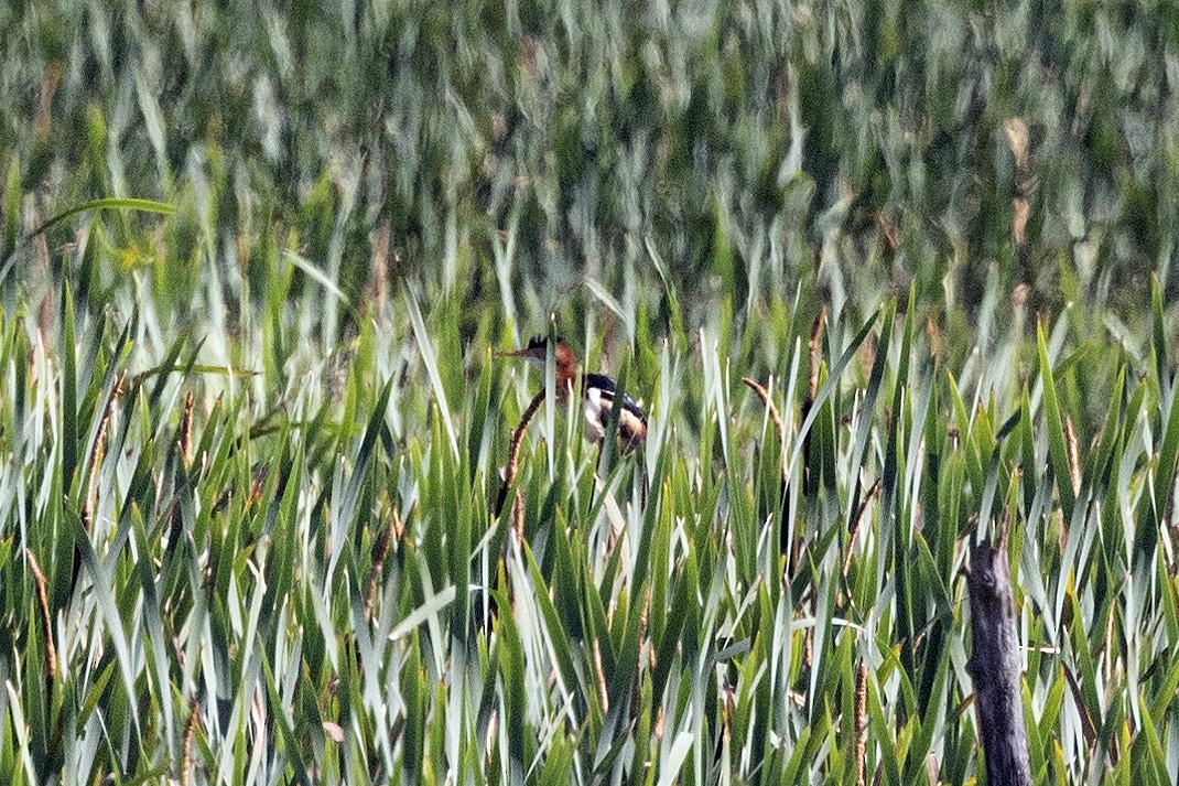 Least Bittern - ML638281649