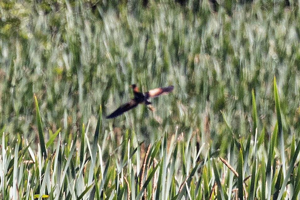 Least Bittern - ML638281650