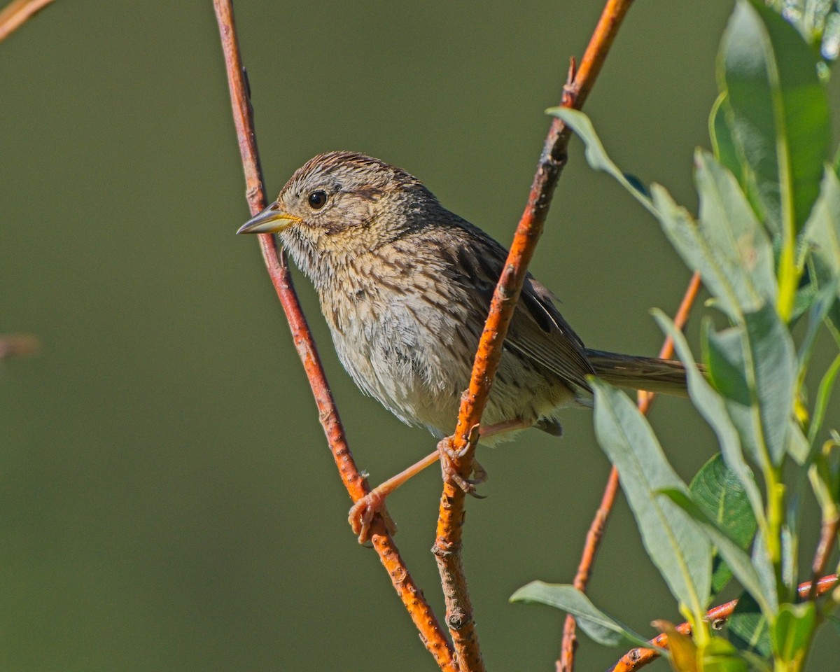 Lincoln's Sparrow - ML638281654