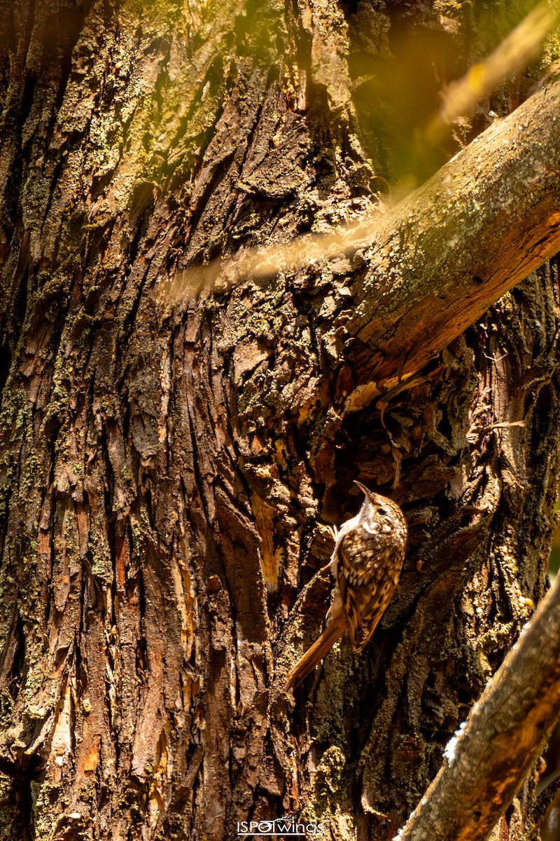 Short-toed Treecreeper - ML638281658