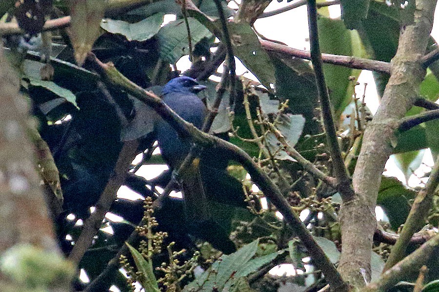 Blue-capped Tanager - ML638281668