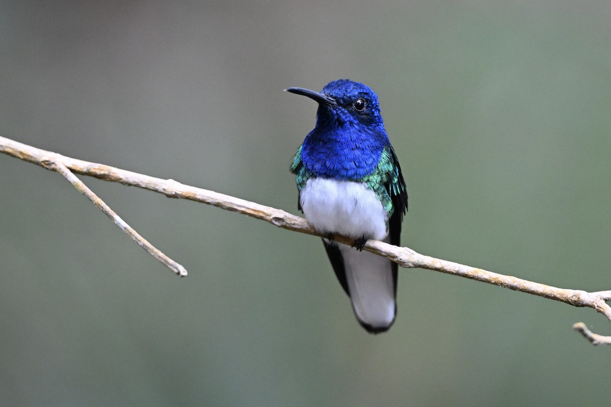 White-necked Jacobin - ML638281669