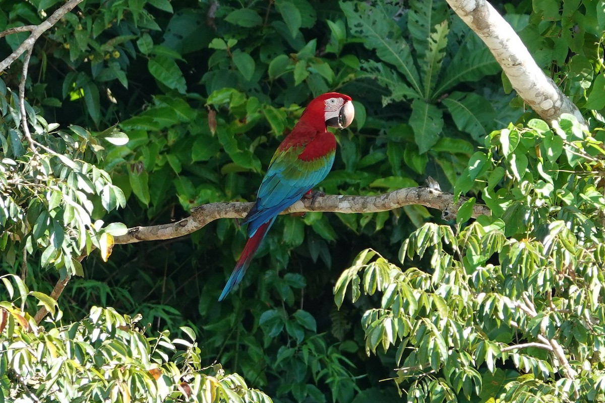 Red-and-green Macaw - ML638281675