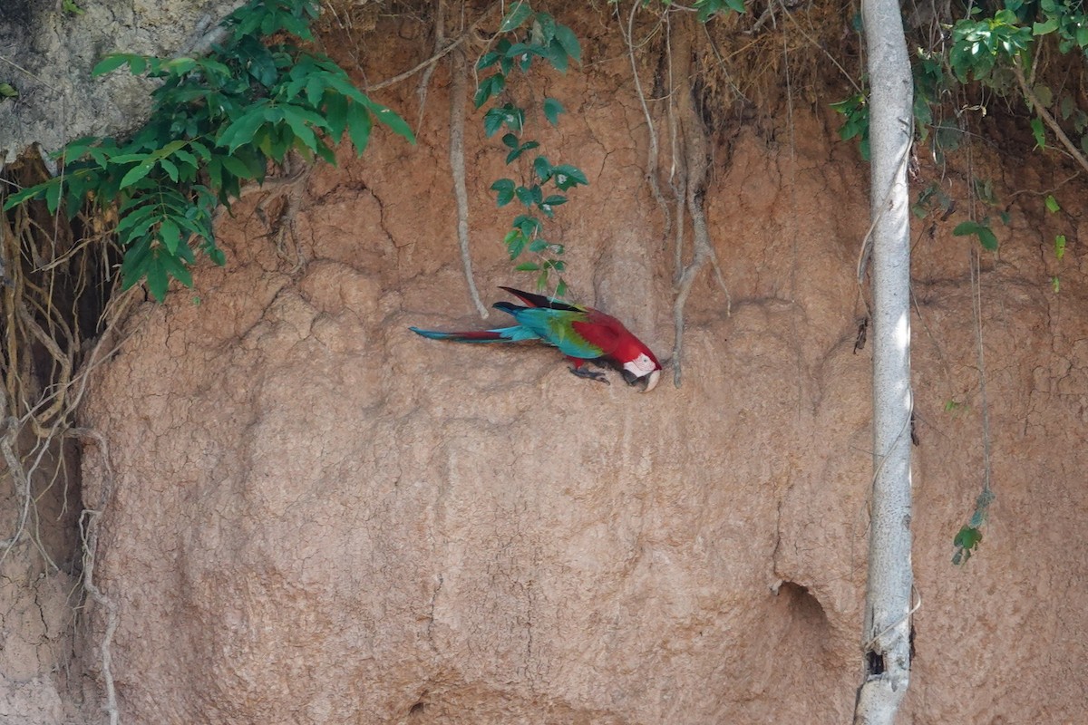 Red-and-green Macaw - ML638281676