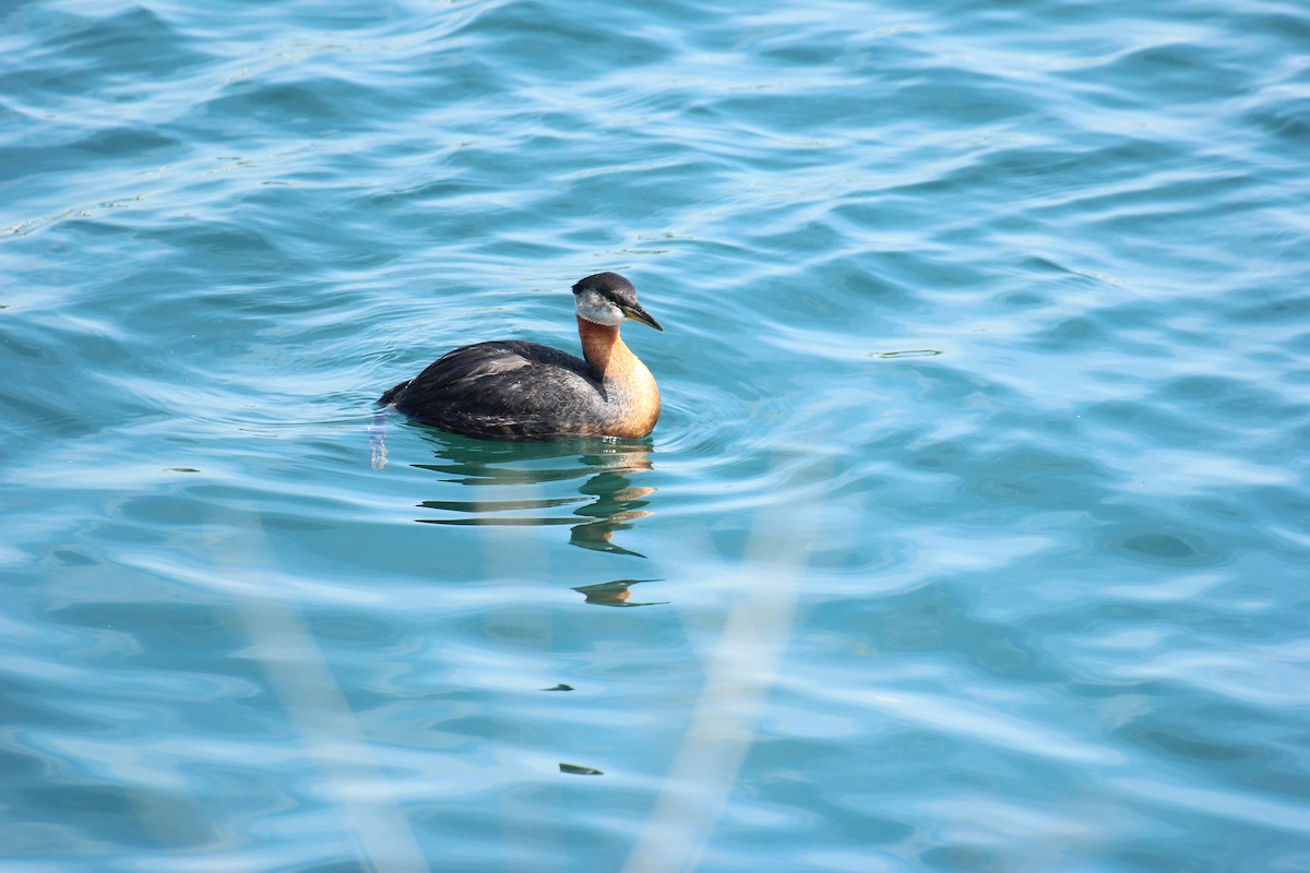 Red-necked Grebe - ML638281684