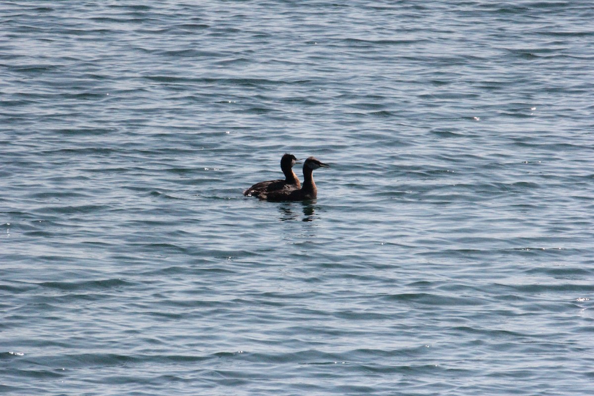 Red-necked Grebe - ML638281685
